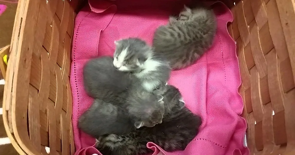 Three fluffy kittens snuggle together in a woven basket lined with pink fabric.