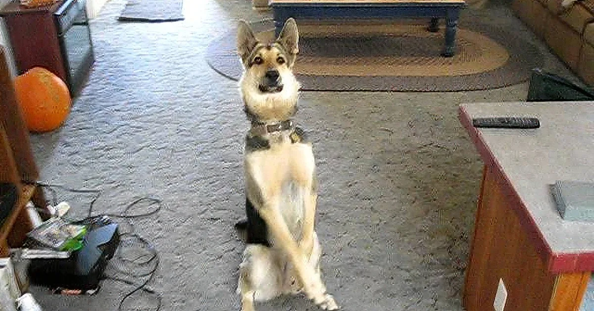 A German Shepherd dog sits on a carpeted floor, looking directly at the camera, with a few scattered objects around.