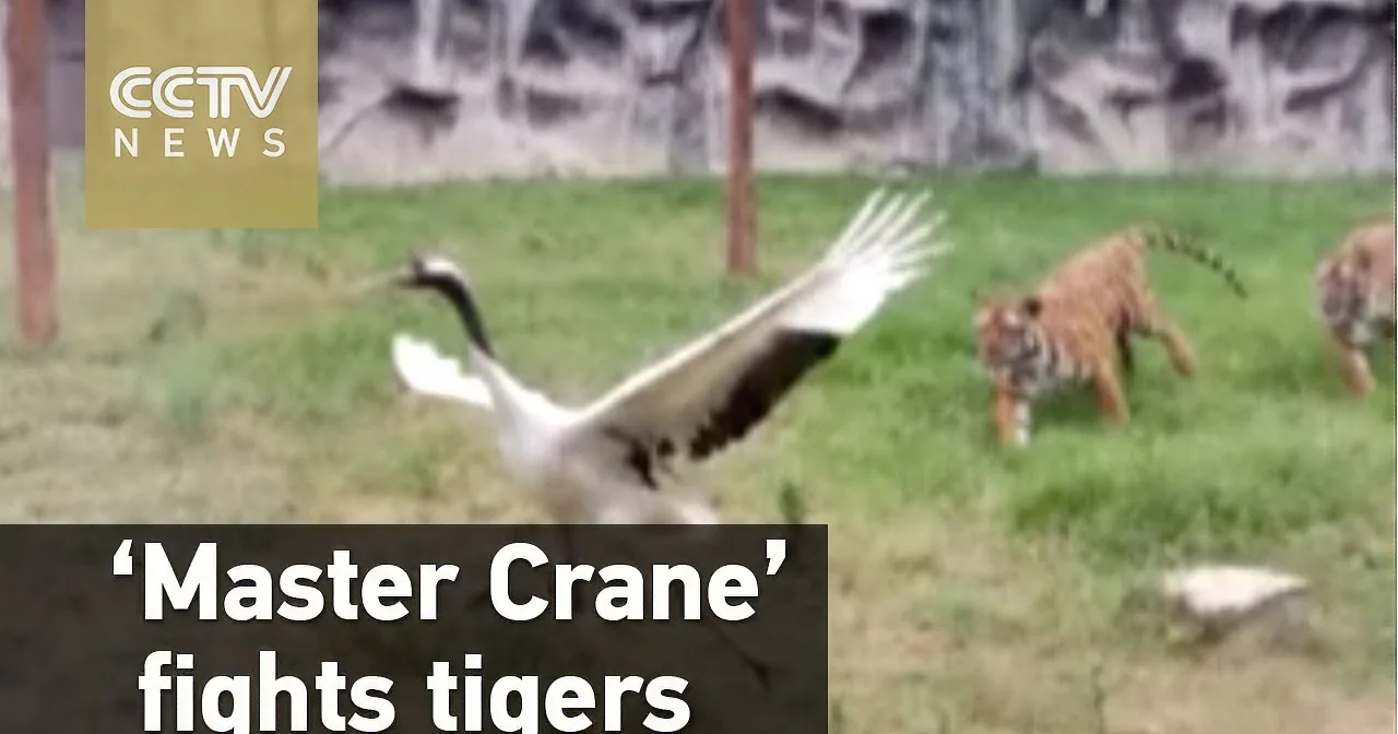 A crane with outstretched wings faces off against two tigers in a grassy enclosure.