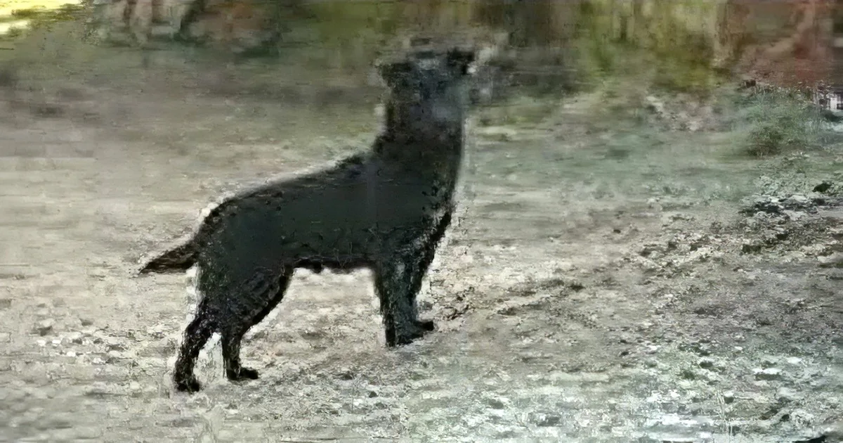 A black dog stands alert on a sandy surface, looking to the right.