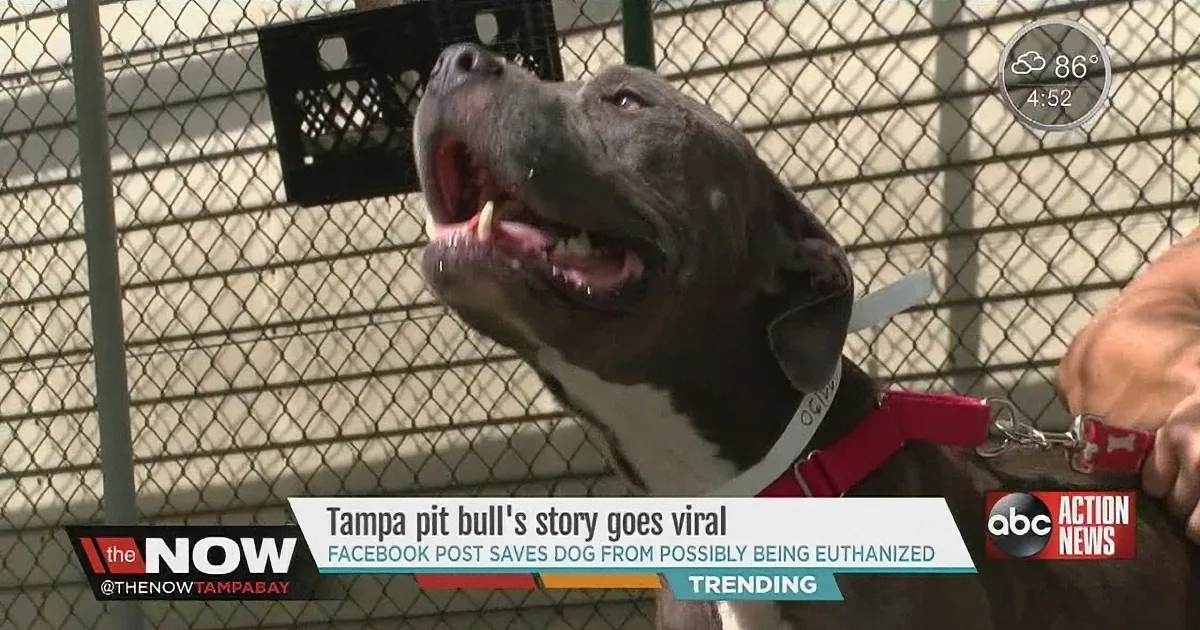 Police Officer Does the Impossible to Save This Pit Bull From Death, I''m in Tears!