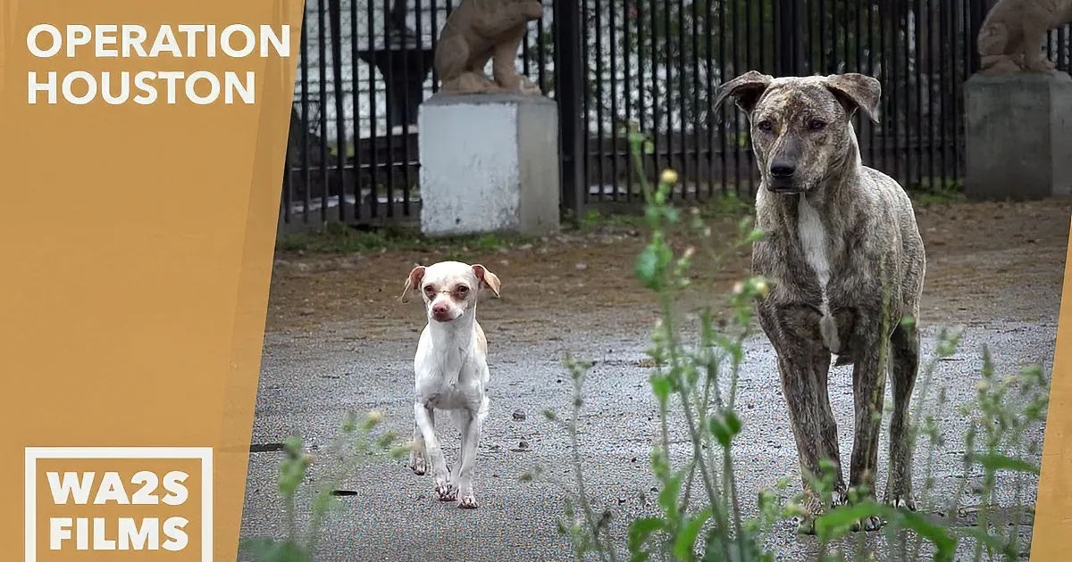 He Does His Daily Routine, but Then This Little Dog Appears and Changes Everything!