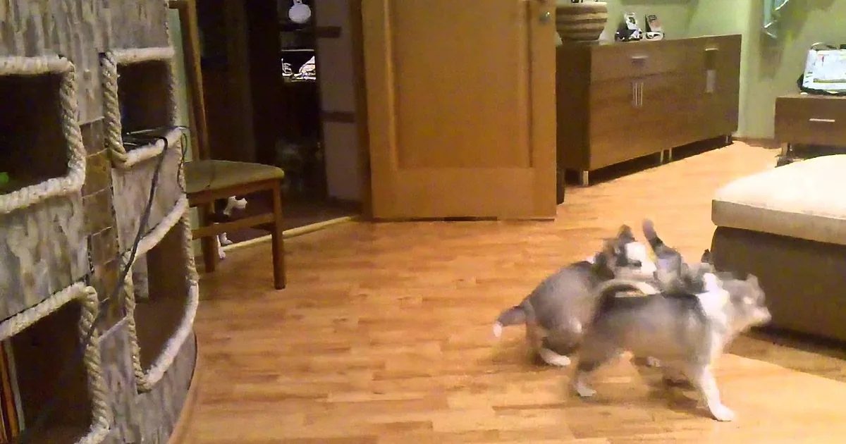 Two dogs, one gray and white, are playfully interacting on a wooden floor in a cozy living room setting.