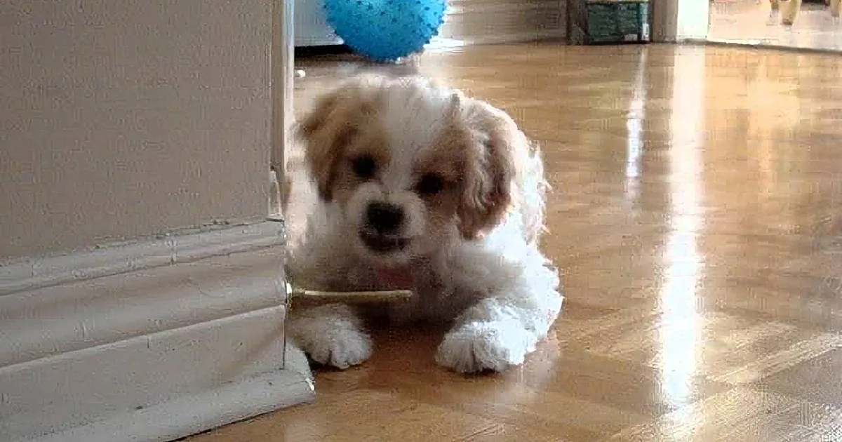 A fluffy white and brown puppy is lying on a wooden floor, looking up with a blue ball in the background.