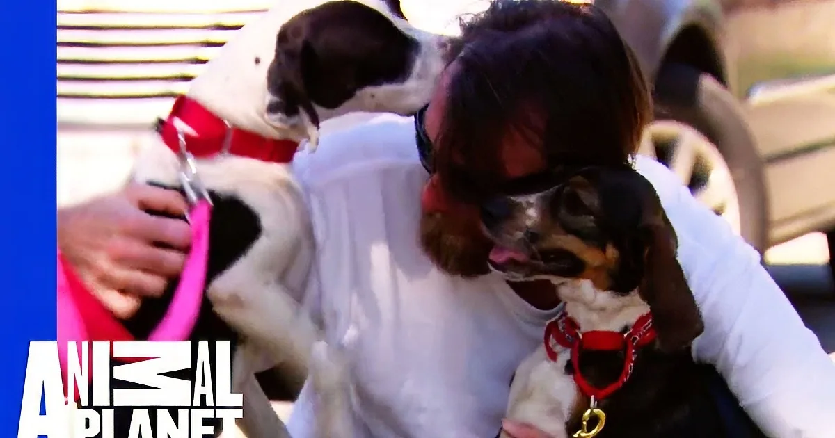 This Woman Helped to Reunite a War Veteran With His Two Beloved Dogs