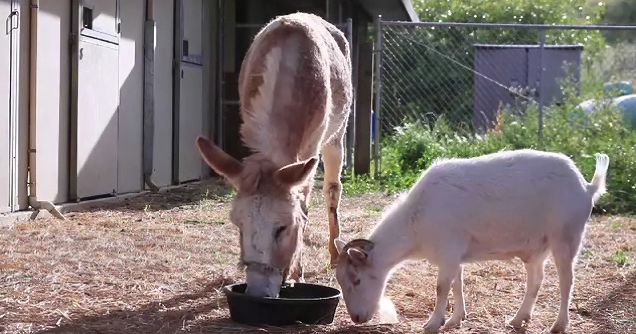 A donkey and a goat are eating from a bowl on the ground in a fenced area.