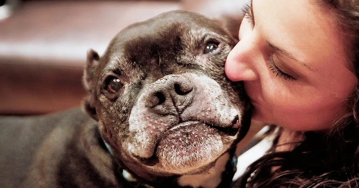 Mr. Mo Project Gives Older Dog a Better Chance of a New Life, and It''s Amazing!