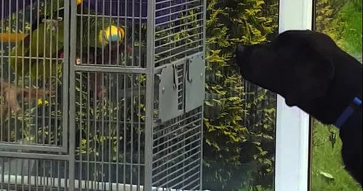 A Dog Barks at His Parrot Brother. but the Way the Bird Responded? so Hilarious!