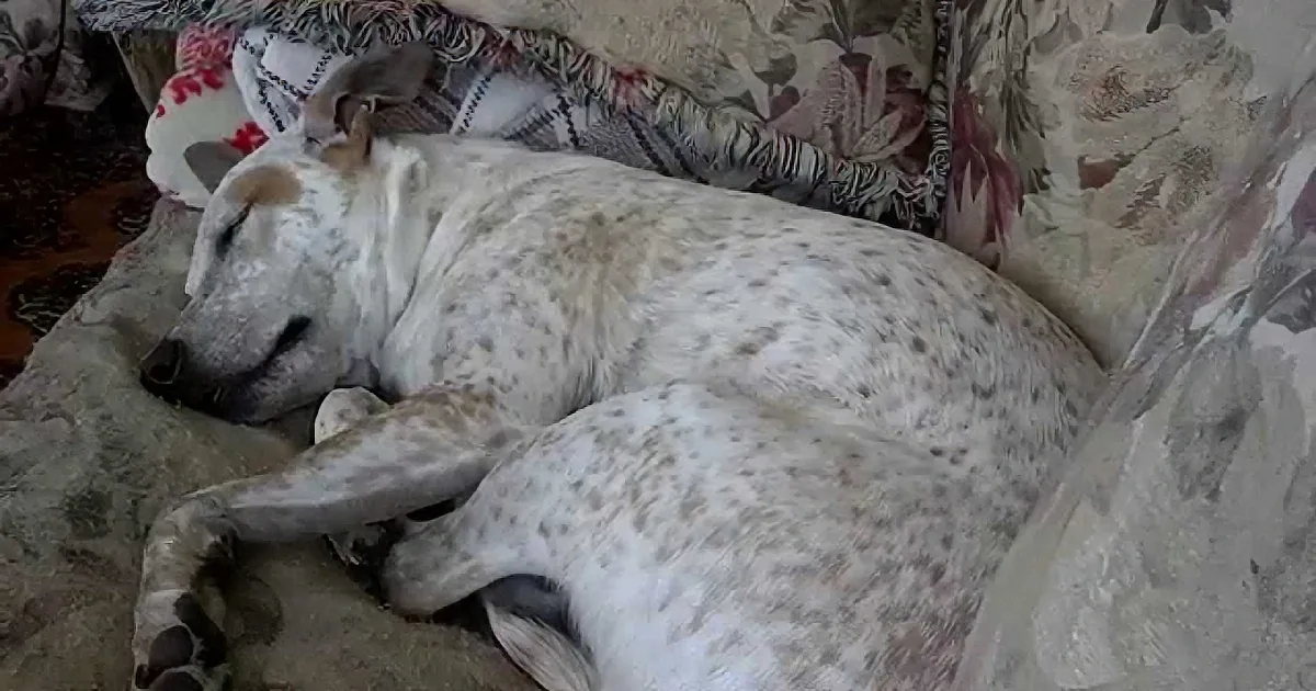 A white speckled dog is peacefully sleeping on a floral-patterned couch.