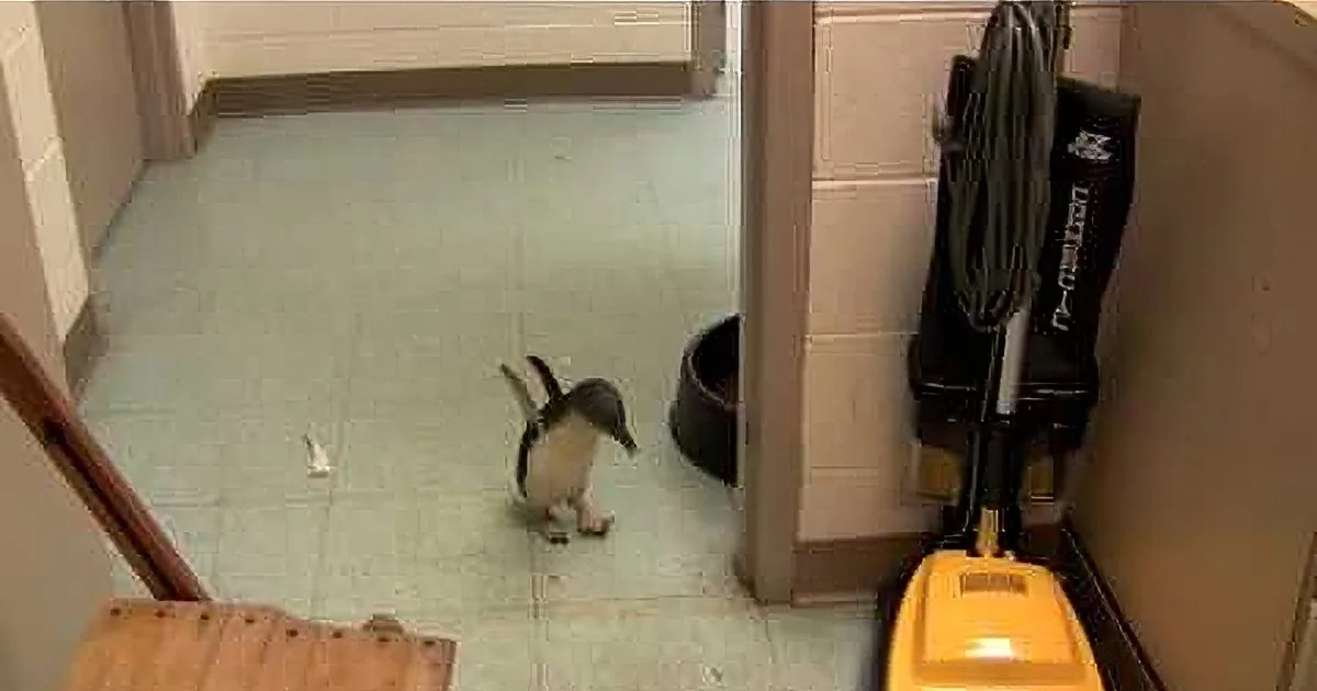 A Handler at the Zoo Gives a Baby Penguin a Tickle on the Belly; the Penguin''s Reaction Is Hilarious!