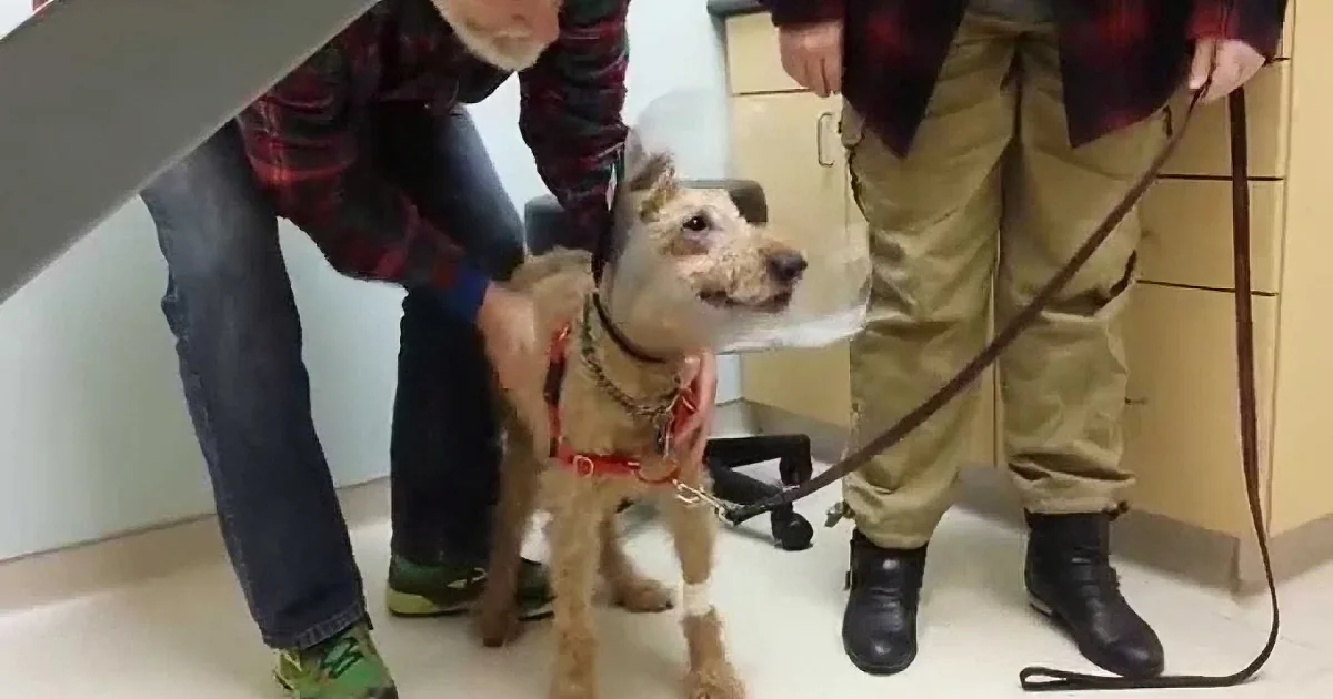 A man in a plaid shirt holds a small dog with a red collar, standing on a leash in a room.