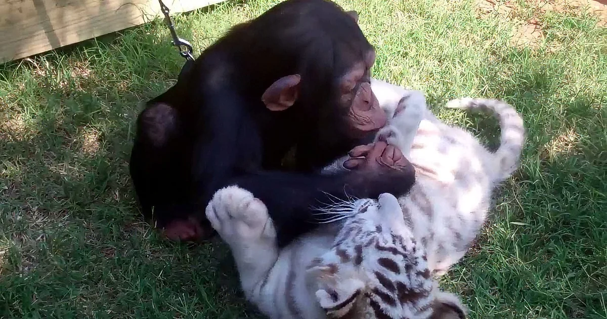 A chimpanzee is playfully interacting with a white tiger cub on grass.
