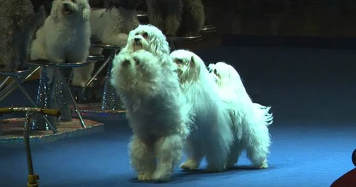 A fluffy white dog stands on a stage, surrounded by other dogs, in a dimly lit setting.