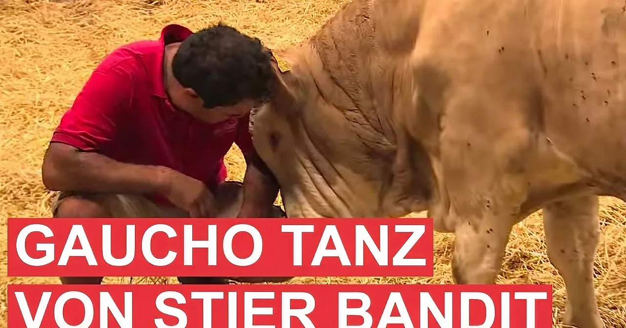 A man in a red shirt leans close to a cow, with text overlay reading "GALLO TANK GESCHLAGEN VON STIER BANDIT."