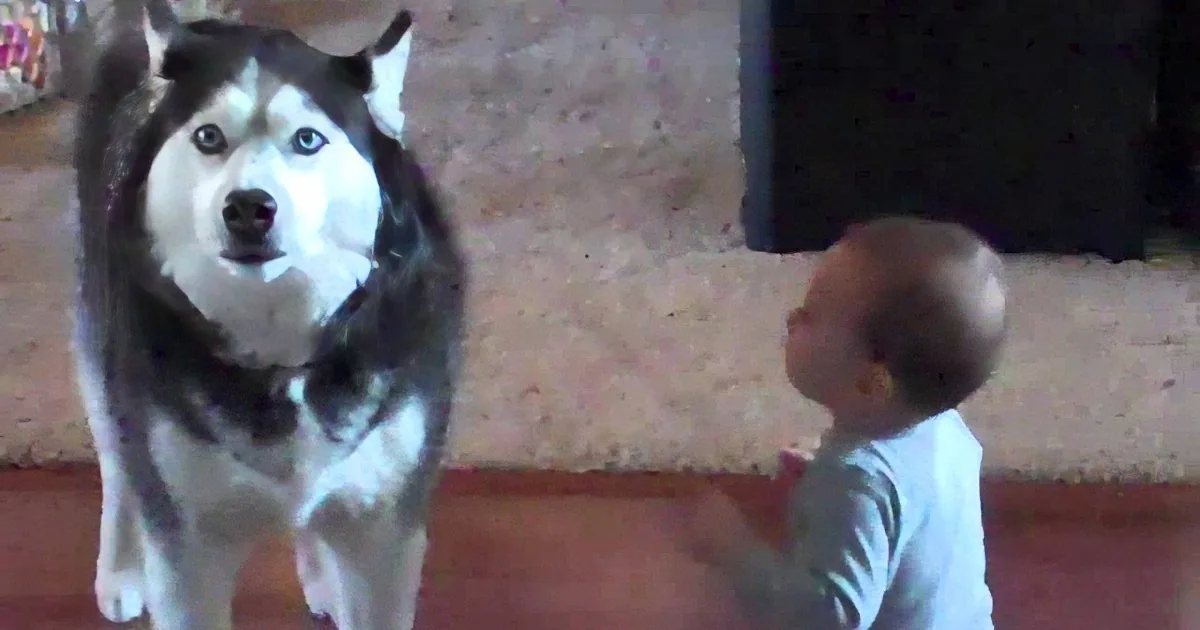 A husky dog stands alertly, looking at a child who is eating something.