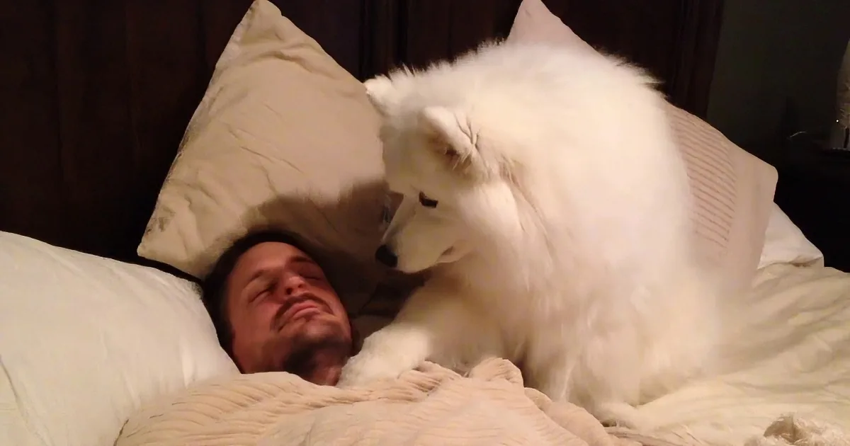 A fluffy white dog is playfully interacting with a person lying in bed, surrounded by pillows and blankets.