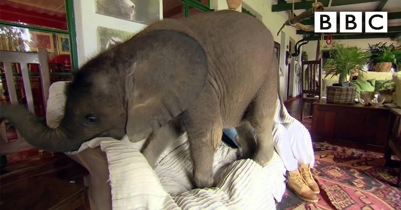 A baby elephant is playfully interacting with a person in a cozy indoor setting.