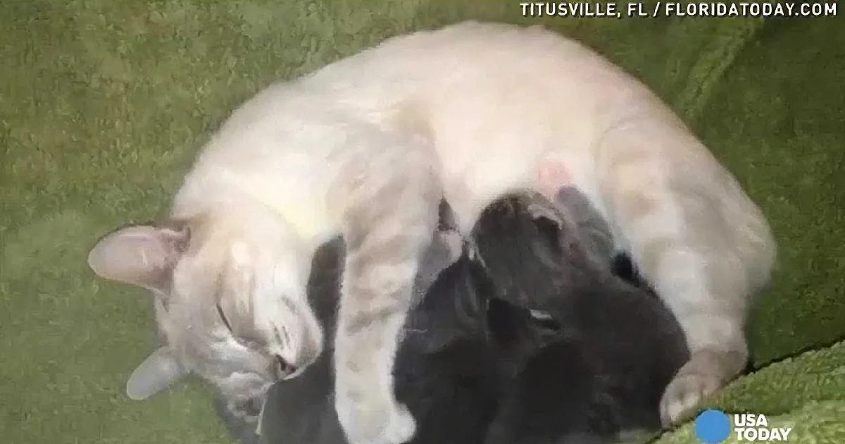 A white dog is nursing her newborn puppies, with some black and white puppies visible.