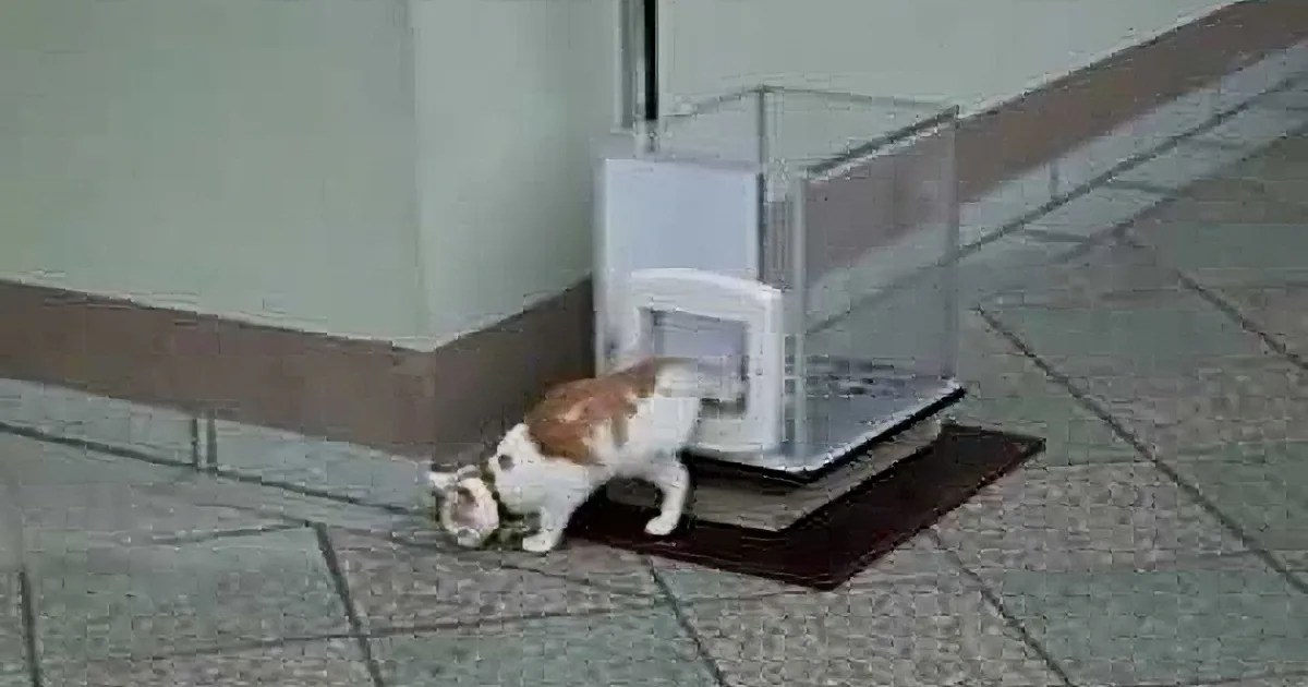 A cat is trying to enter a cat door, but the door is stuck open, causing the cat to lean into it awkwardly.