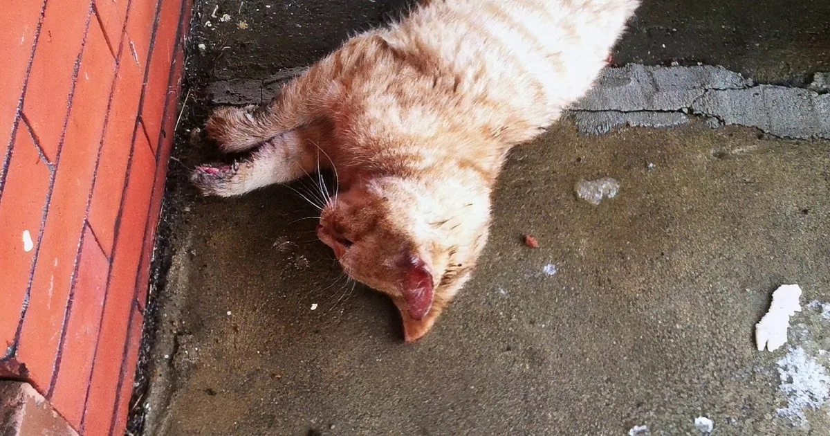He Found a Cat on the Freezing Cold Outside. but When He Noticed His Paw? Whoa!
