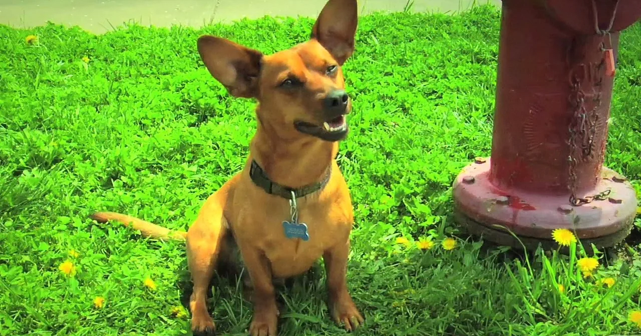 A brown dog with a green collar sits on grass near a red fire hydrant.