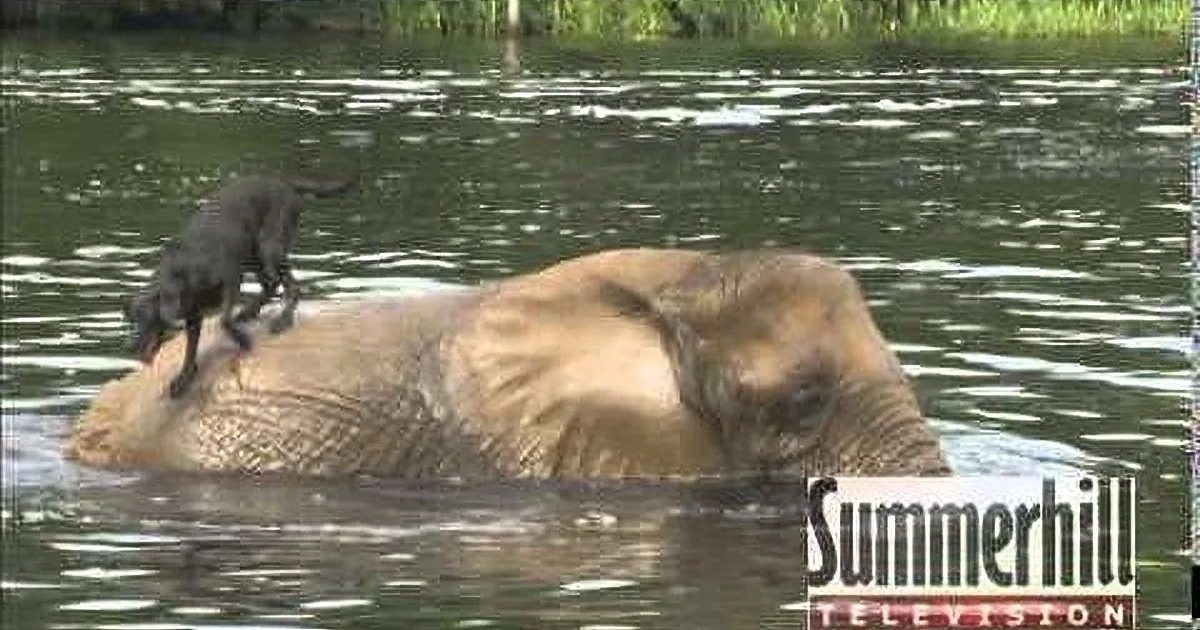 An elephant wades in water with a dog perched on its back.