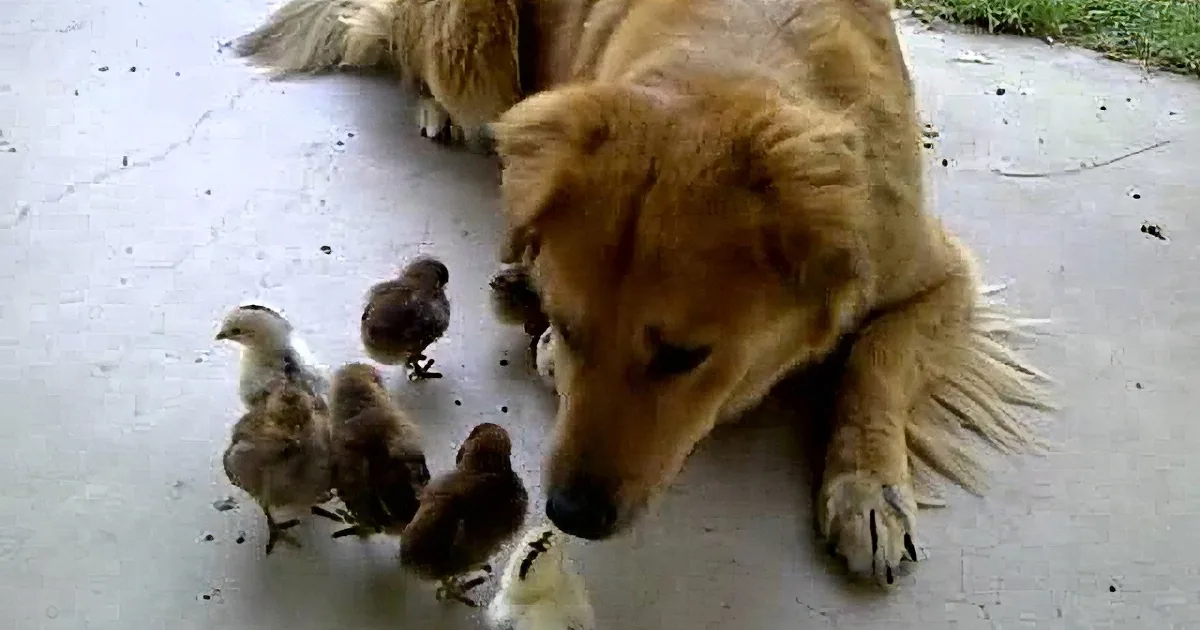 A golden retriever gently interacts with a group of baby chicks on a concrete surface.