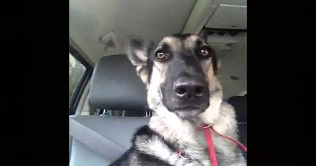 A German Shepherd dog is sitting in a car, looking directly at the camera with a curious expression.