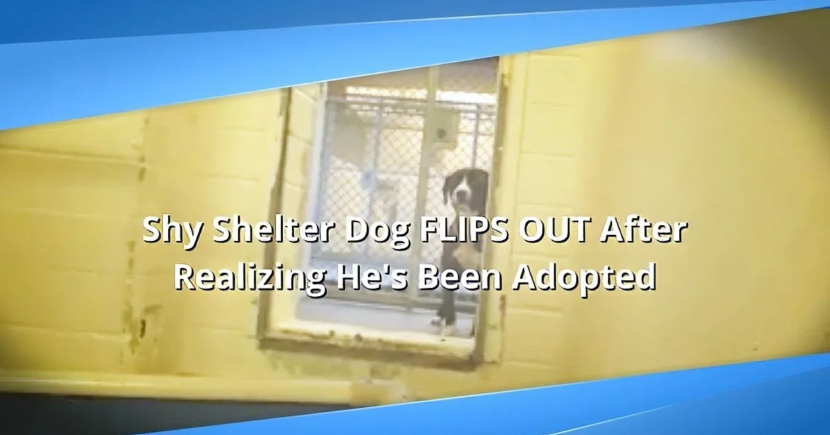 A shy shelter dog in a cage looks excitedly out as text describes his翻车 moment after adoption.