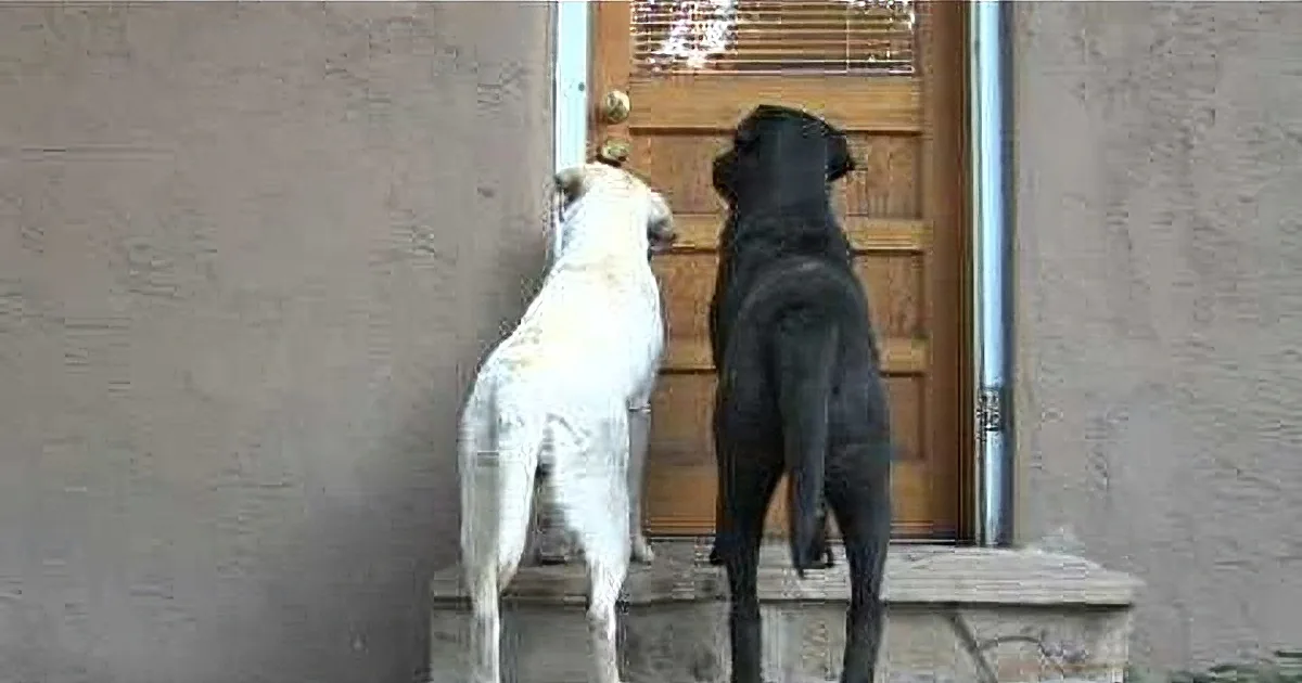Two dogs, one white and one black, stand on a porch, looking up at a door.