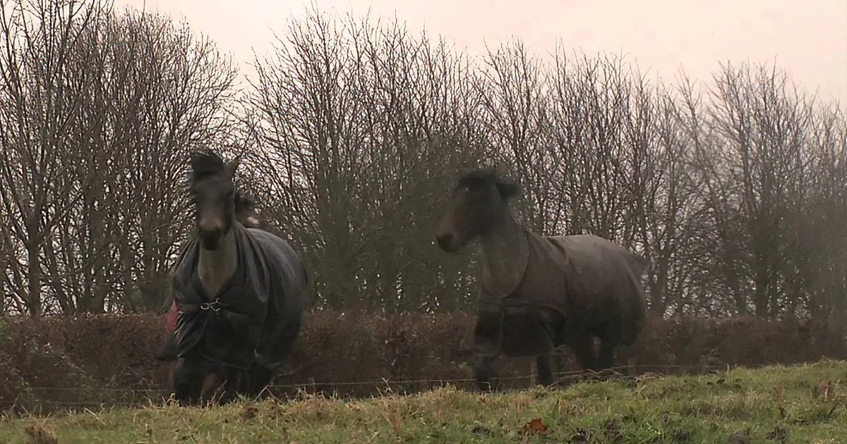 Two horses in dark blankets stand in a grassy field with bare trees in the background.