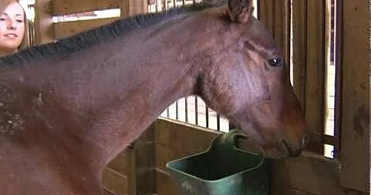 A donkey stands in a stable, its head turned towards a green bucket, with a person partially visible on the left.
