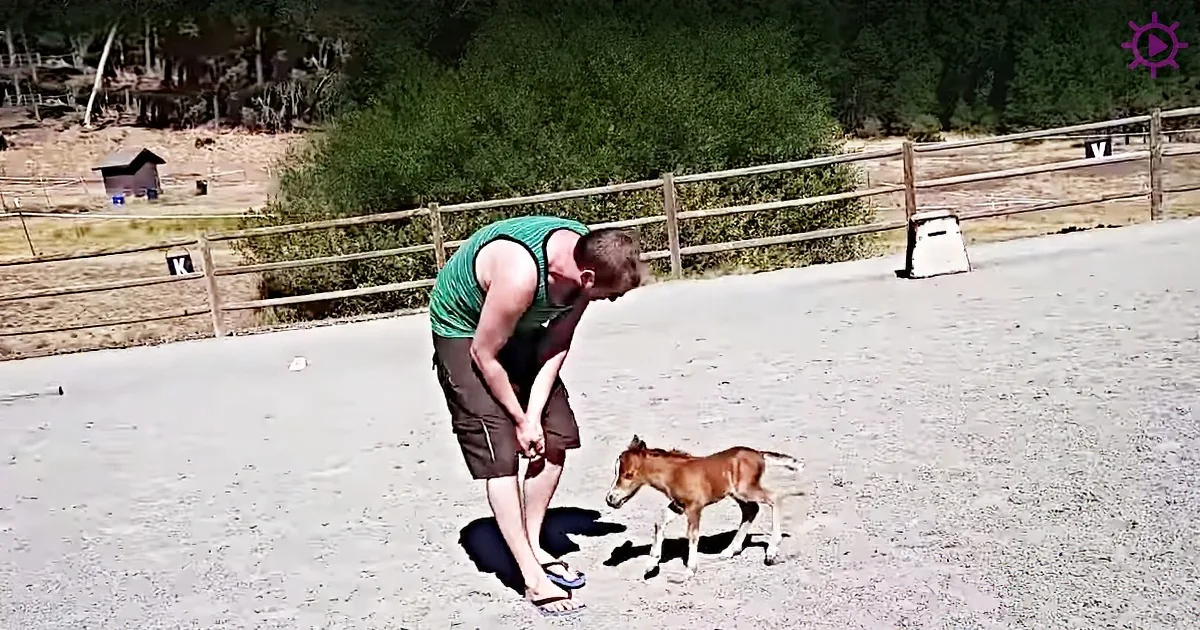 Adorable Mini Horse Is Just 3 Days Old, but He Will Melt Your Heart in an Instant