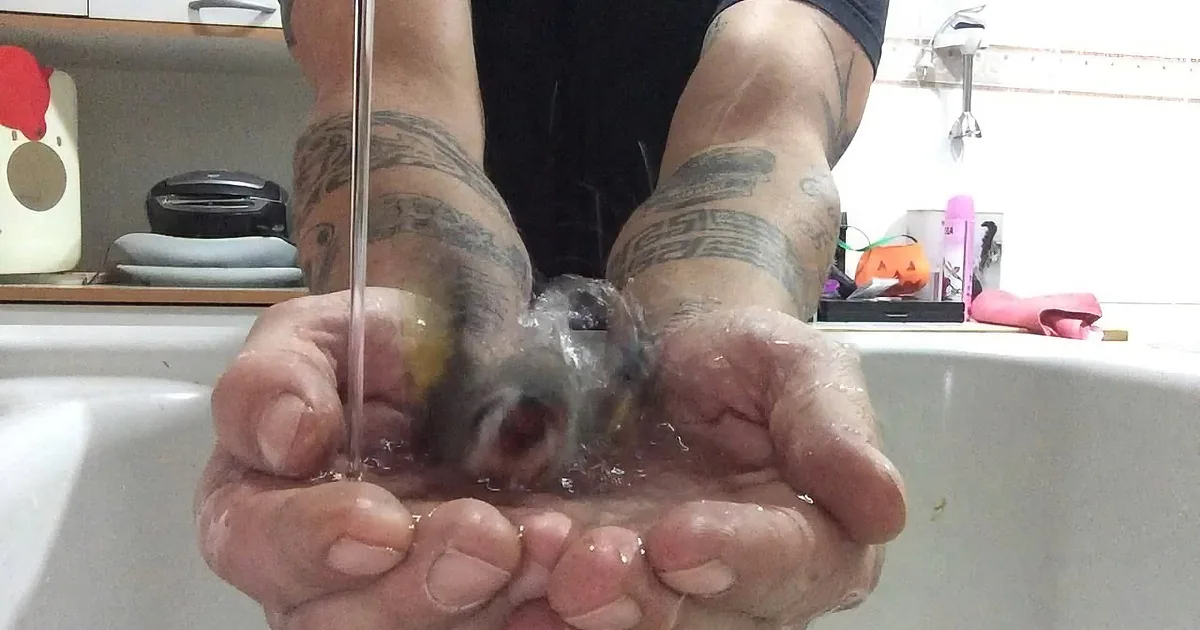 A person with tattooed arms holds a small, clear, gel-like substance under running water in a kitchen sink.