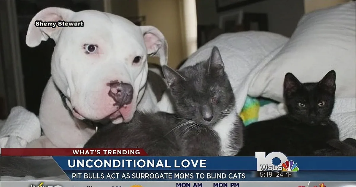 A pit bull and two cats cuddle together on a bed, showcasing unconditional love.
