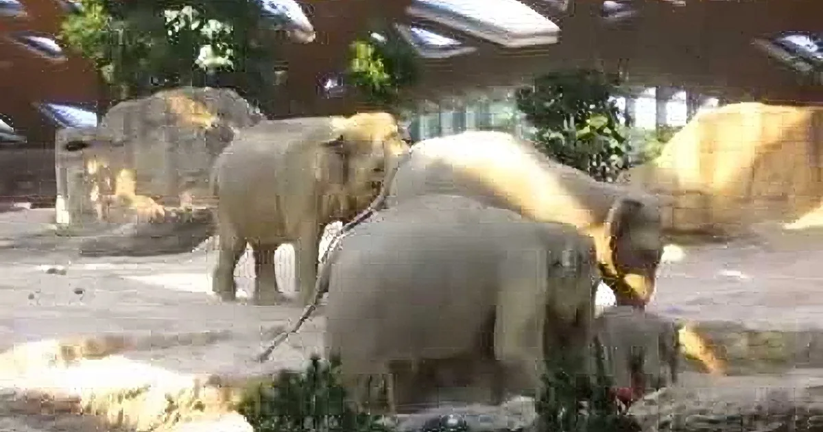 Elephants are interacting in a zoo enclosure, with one elephant using its trunk to touch another.
