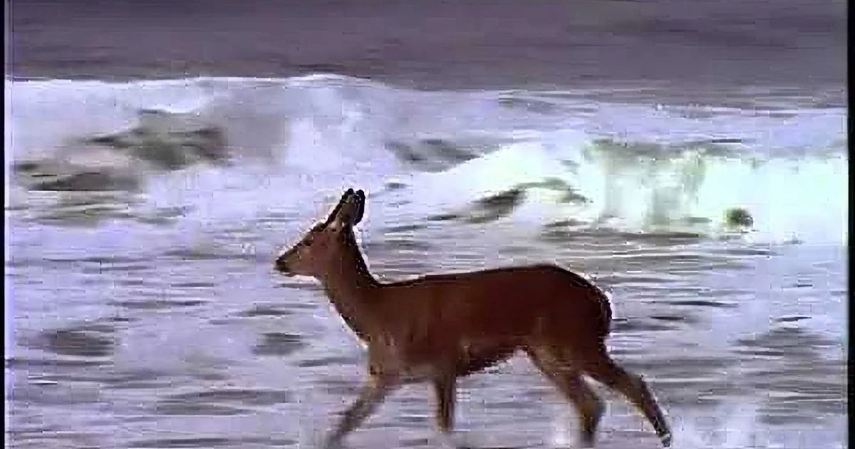 A deer stands in shallow water, with waves crashing behind it, creating a surreal scene.