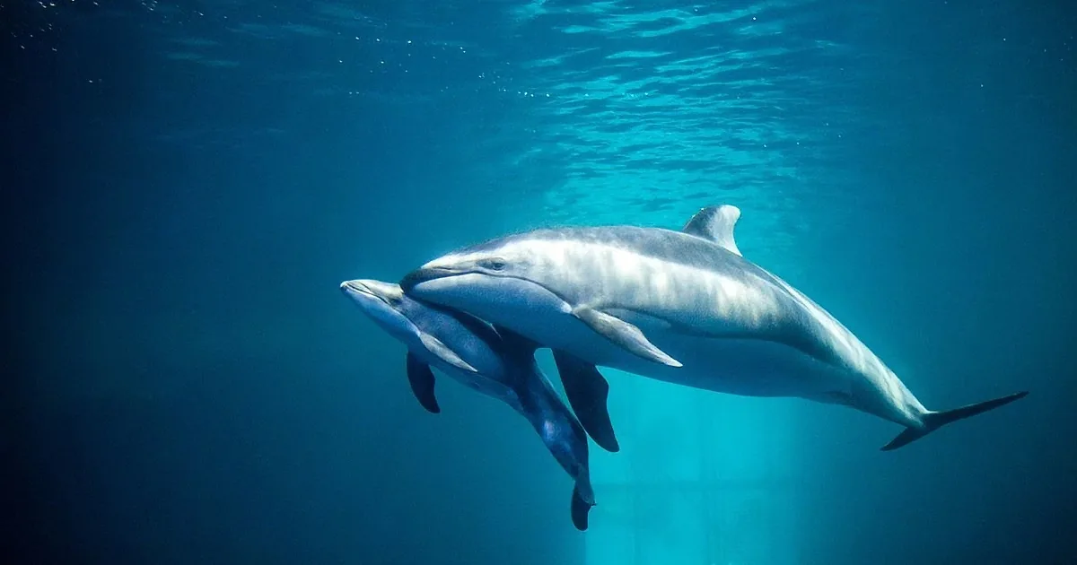 He Was Recording a Pregnant Dolphin, and Then the Most Beautiful Thing Happened!