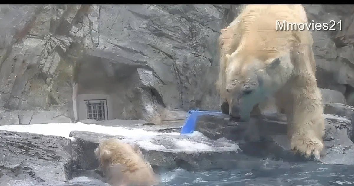 A polar bear stands on a rocky ledge, observing another bear in the water below.