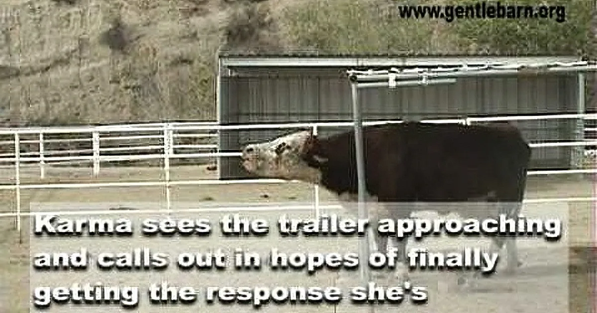 A cow named Karma stands in a fenced area, looking toward a trailer, with text describing her reaction.