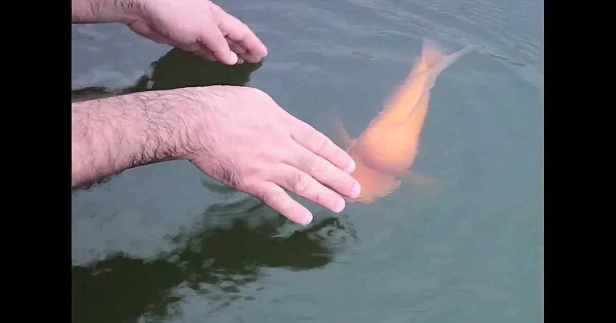 A person gently touches a golden fish in water with their hands.