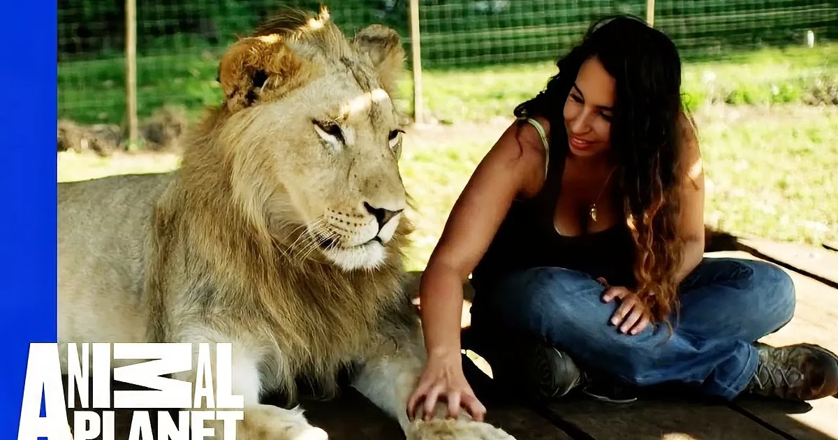 Or Lazmi Has Raised These Lions Since They Were Cubs; Now They Treat Her as Their Leader