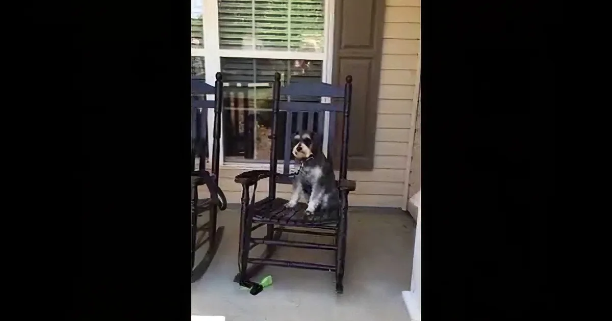 She Went Outside to Check on Her Dogs, but Look at the One on the Right Chair!