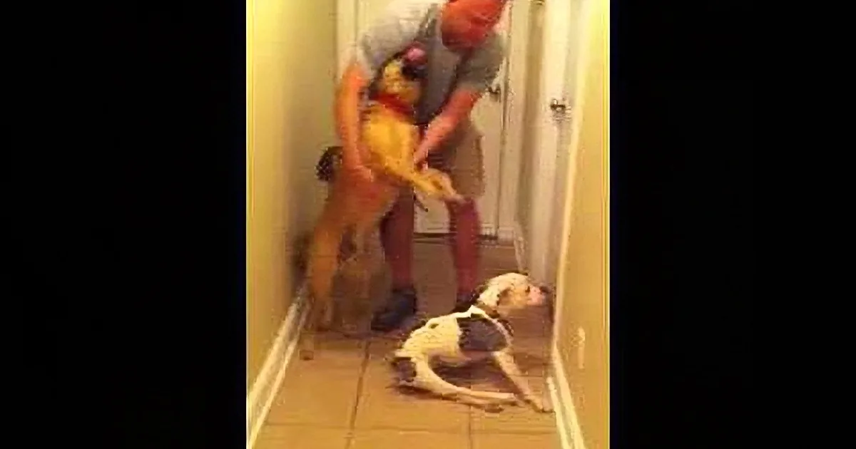 A man lifts a stuffed Winnie the Pooh toy while a dog lies on the floor, looking up.