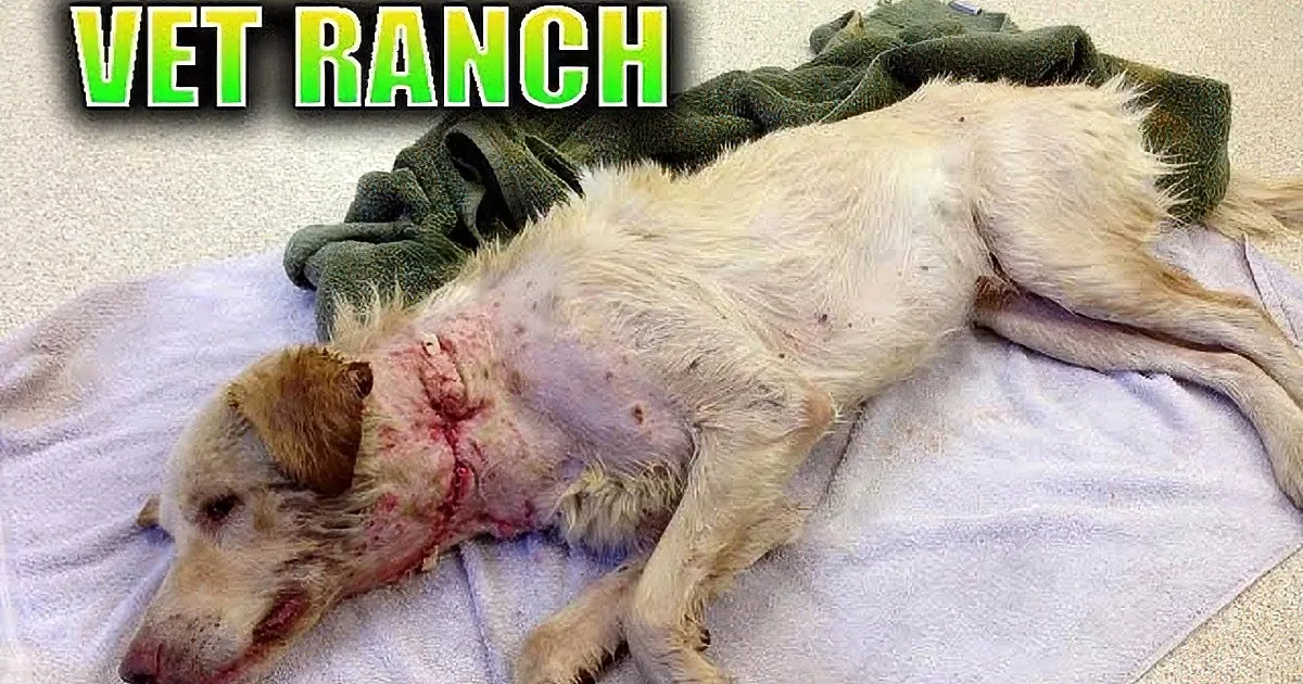 A pale dog with severe injuries lies on a towel, appearing to be in distress at a veterinary facility.