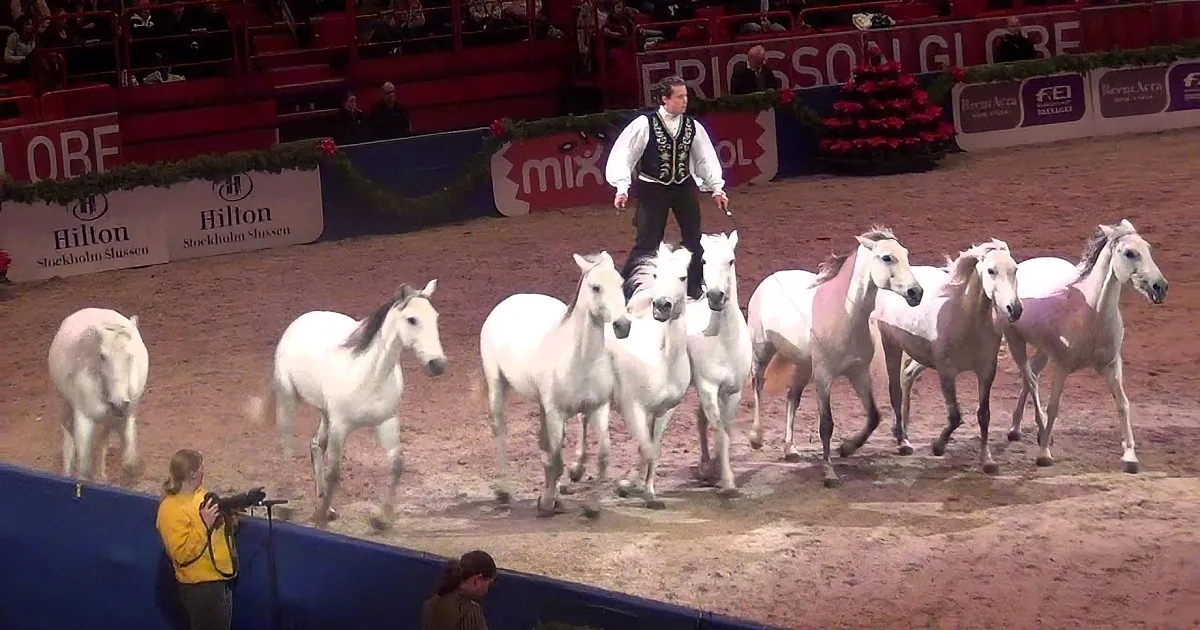 A man stands atop a group of white horses in an arena, surrounded by spectators and festive decorations.