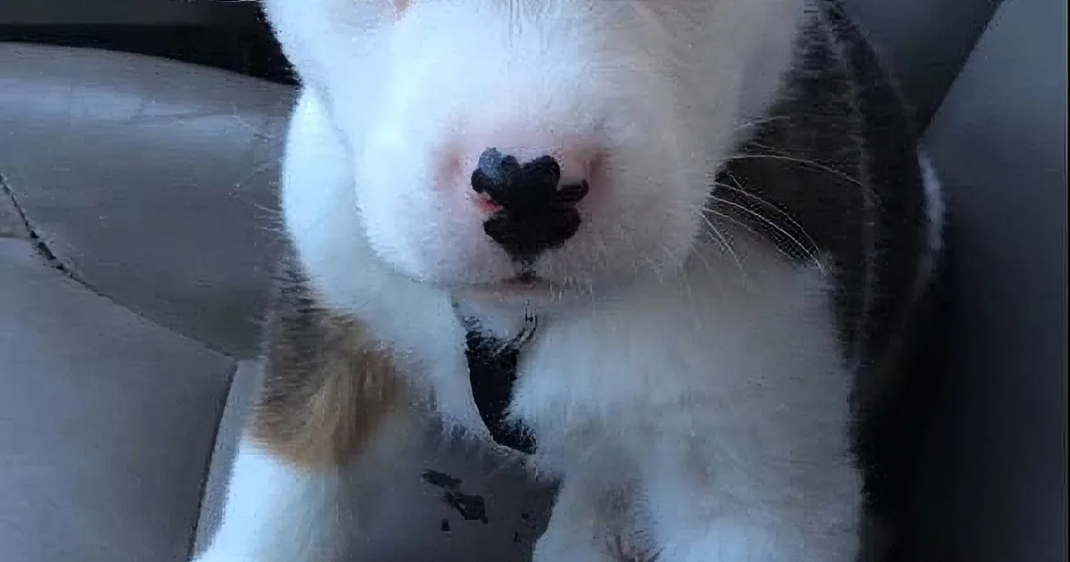 A close-up of a white cat with a black nose, sitting in a car seat.