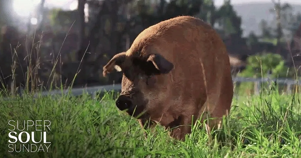 A brown pig grazes in lush green grass under bright sunlight.