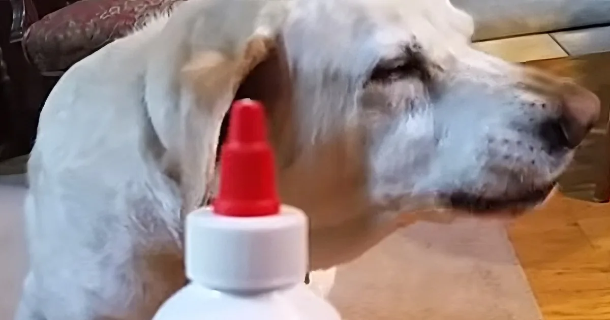 This Dog Really Hates His Ear Medicine! Once He Spots It He Tries to Avoid It Adorably!