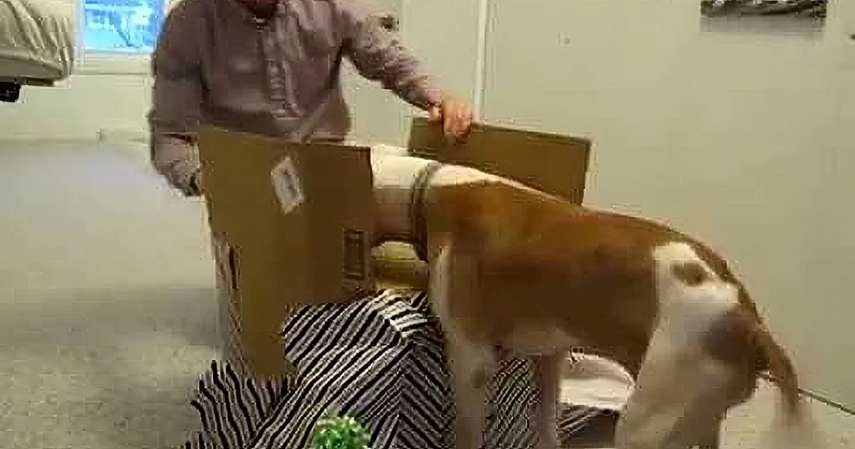 A beagle dog is playfully interacting with a cardboard box, with a person in the background holding the box.